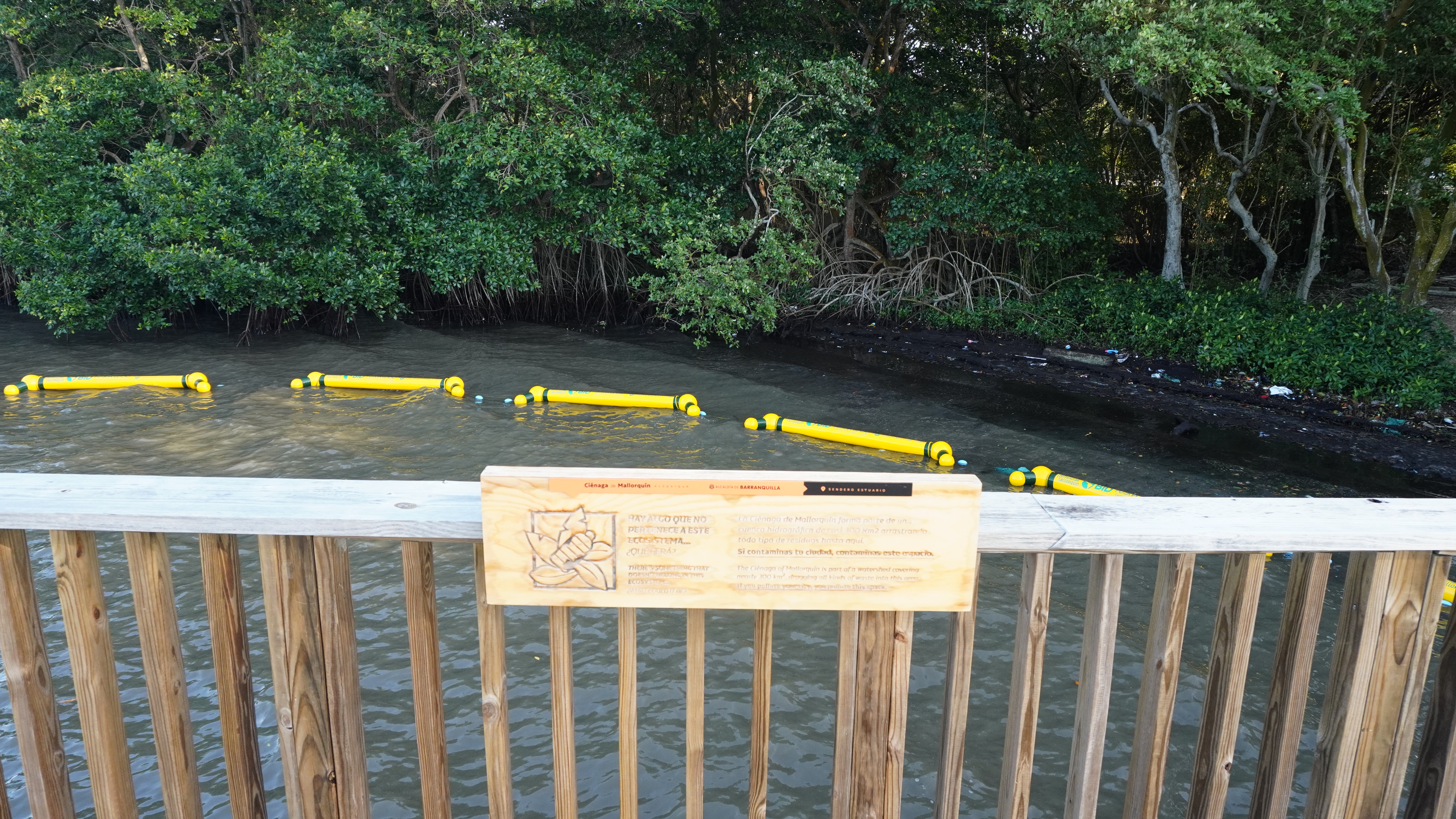Alcaldía de Barranquilla instala retenedores flotantes para proteger el manglar de la Ciénaga de Mallorquín