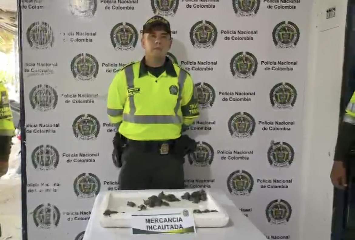 Autoridades incautan 40 hicoteas en Sabanagrande: un golpe al tráfico de fauna valorado en más de $280 millones