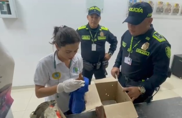 Capturan en Cartagena a hombre que intentaba sacar ardillas ocultas en sus partes íntimas hacia República Dominicana