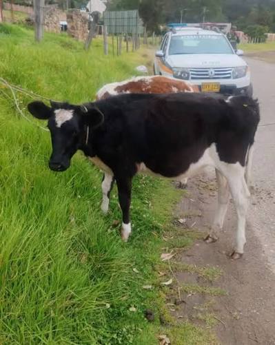 Capturan a tres personas por presunto robo de dos vacas que eran transportadas en un carro particular