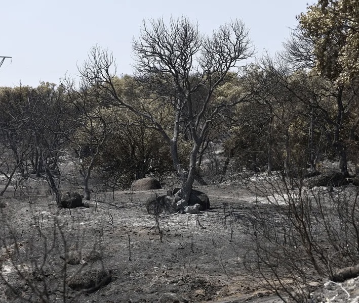 Incendio forestal en Madrid deja 27.000 hectáreas arrasadas y 100 viviendas destruidas