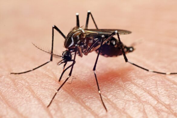 Soledad pide ser priorizada en vacunación contra el dengue ante reducción de casos del 73 %
